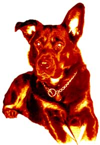 This Is Sumo